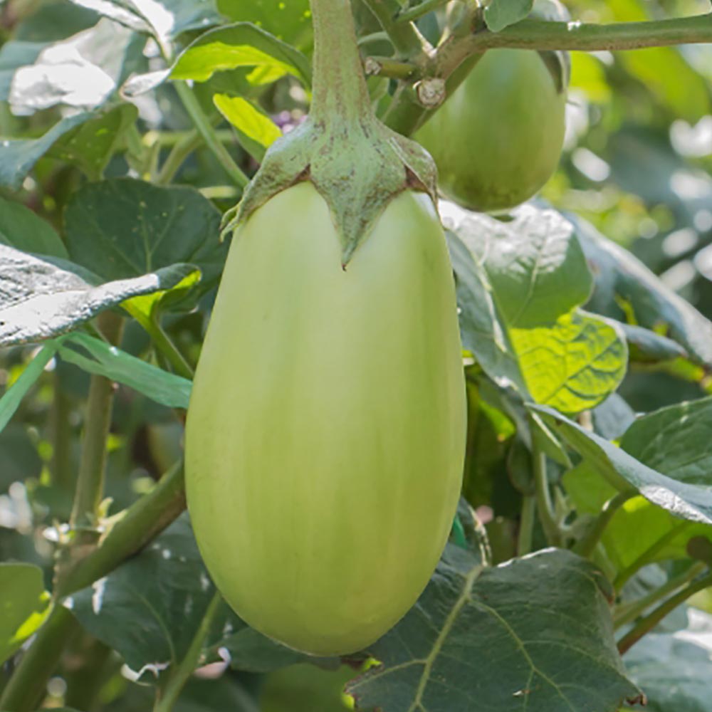 トロトロ緑なすび(中長タイプ)接木苗2個～【野菜 接木苗9cmポット／2個