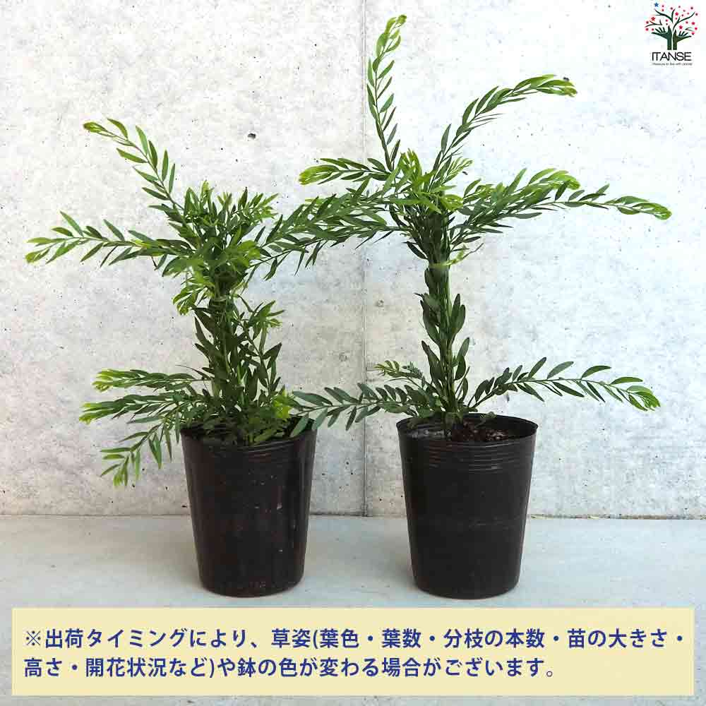 アカシア テレサ 【庭木 3.5号ポット】｜ 【植物のITANSE】全品