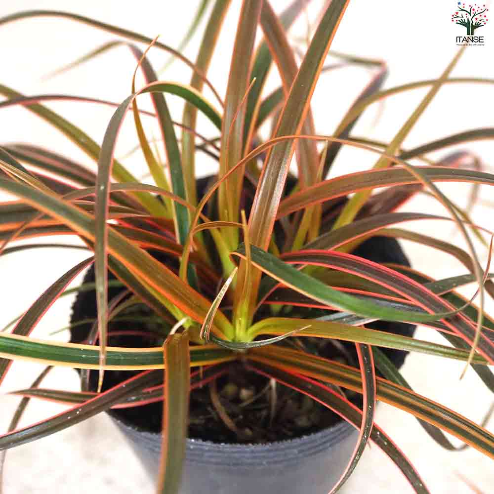 ウンシニア エバーフレーム 【花苗 2.5号ポット】｜ 【植物の