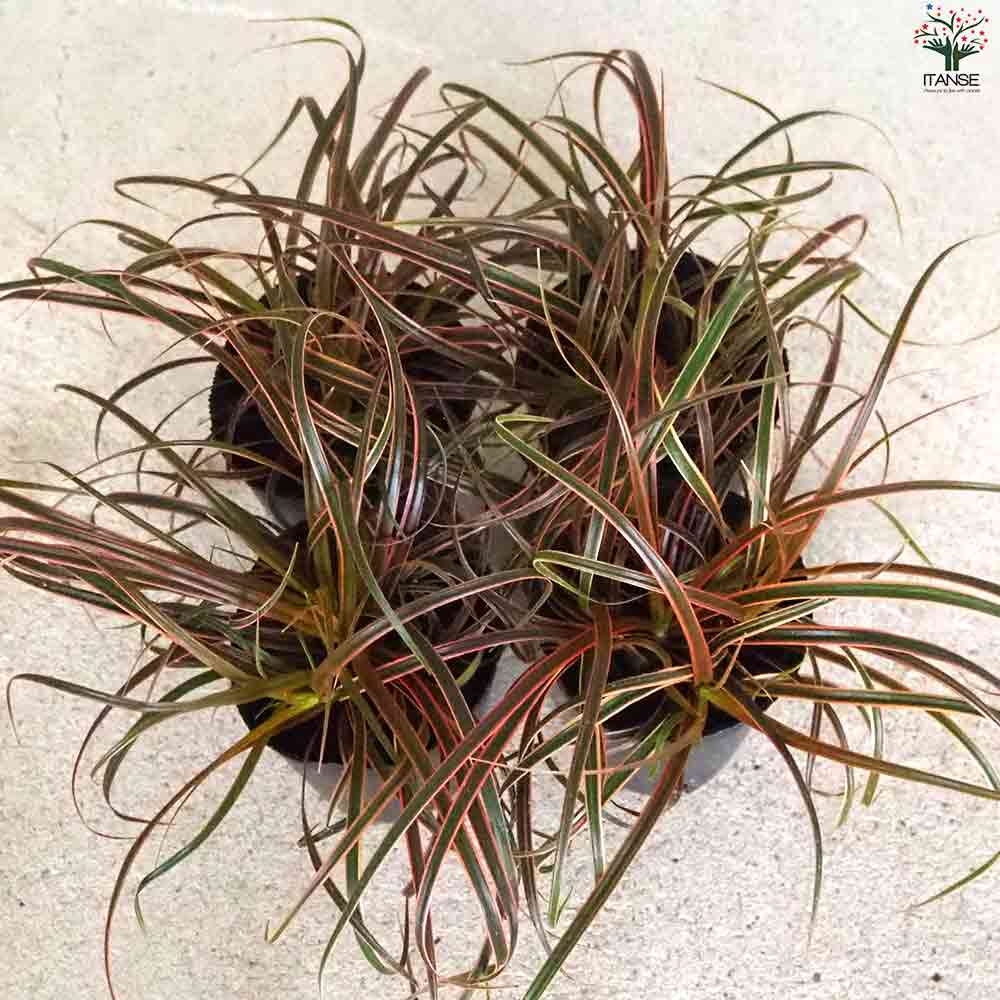 ウンシニア エバーフレーム 【花苗 2.5号ポット】｜ 【植物の