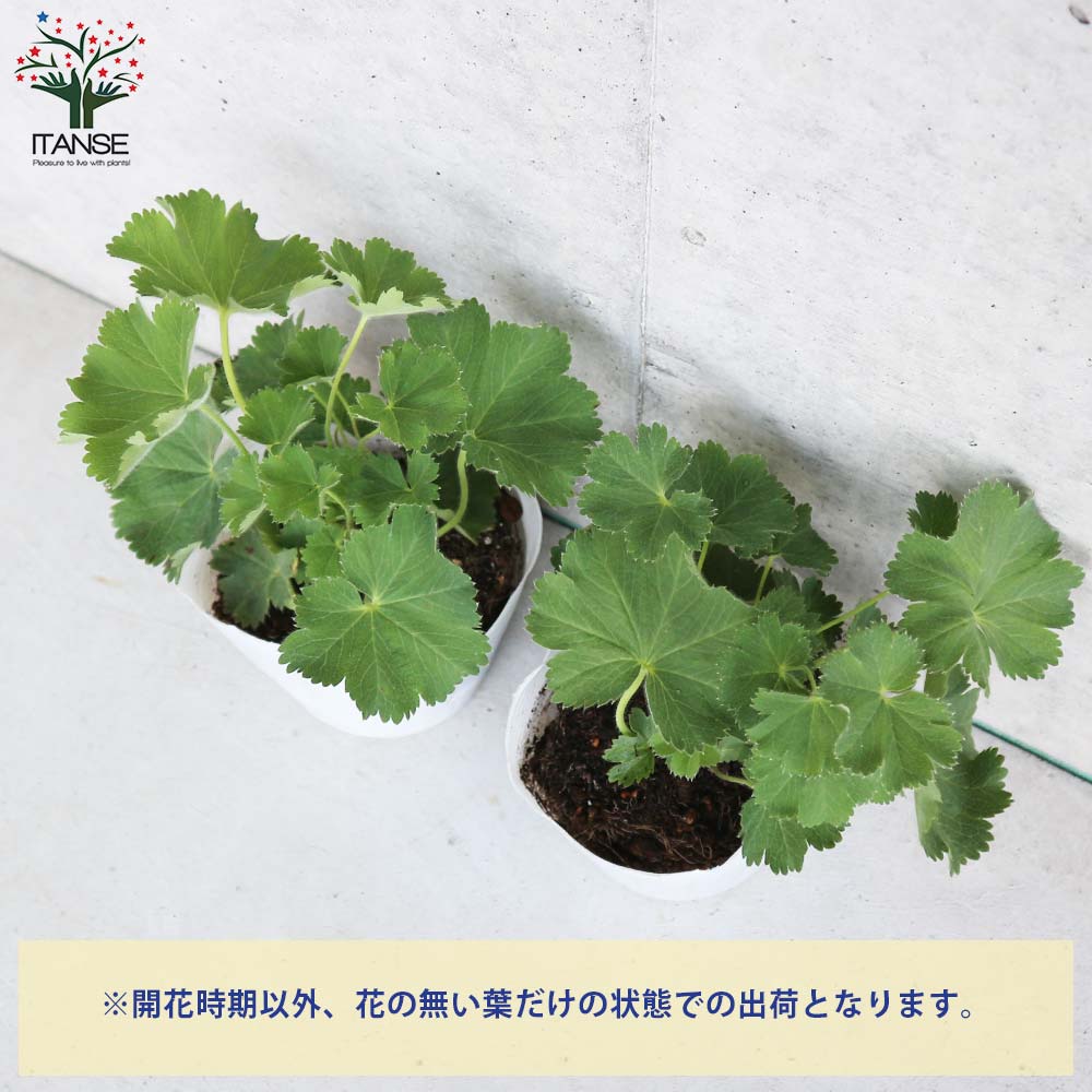 アルケミラ モリス 多年草【花苗 10.5cmポット】｜ 【植物の