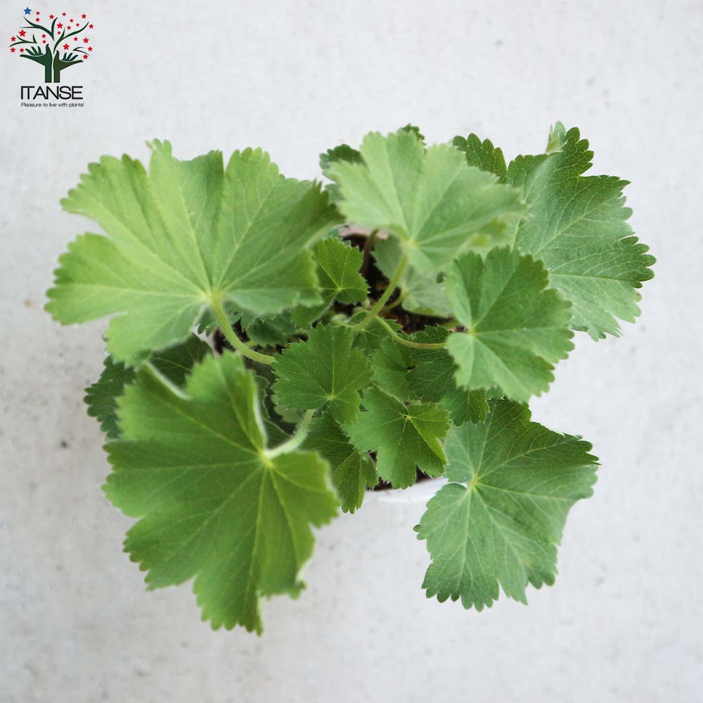 アルケミラ モリス 多年草【花苗 10.5cmポット】｜ 【植物の