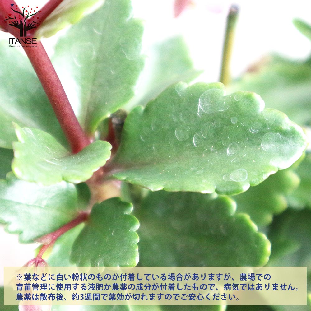 カランコエ ドリーQ2／多肉植物【花苗 4号鉢】