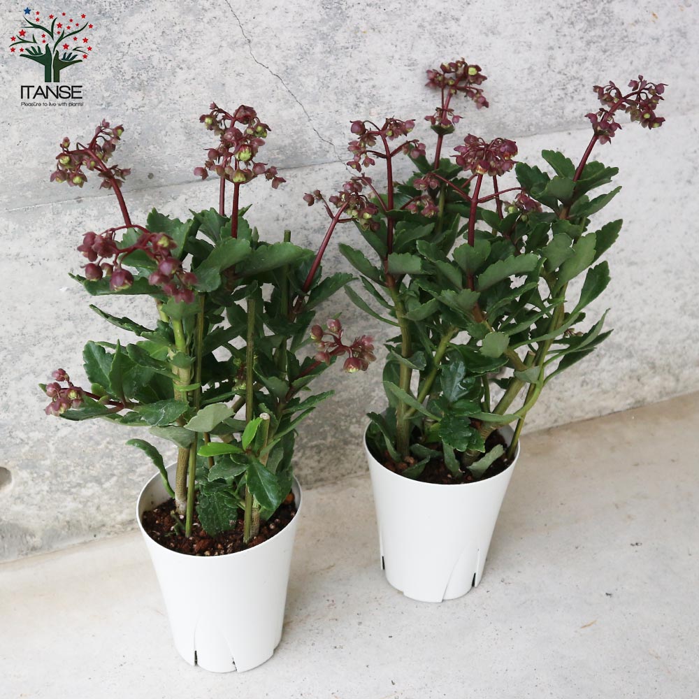 カランコエ ドリーQ2／多肉植物【花苗 4号鉢】