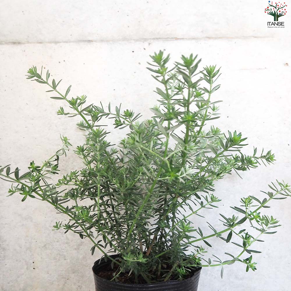 ウエストリンギア 白花【花苗 5号ポット】｜ 【植物のITANSE