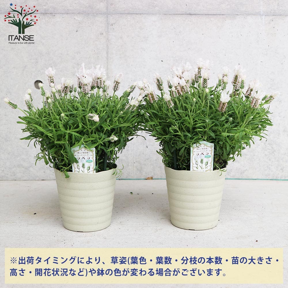 フレンチラベンダー ラベラ・ピュアホワイト【ハーブの苗5号鉢