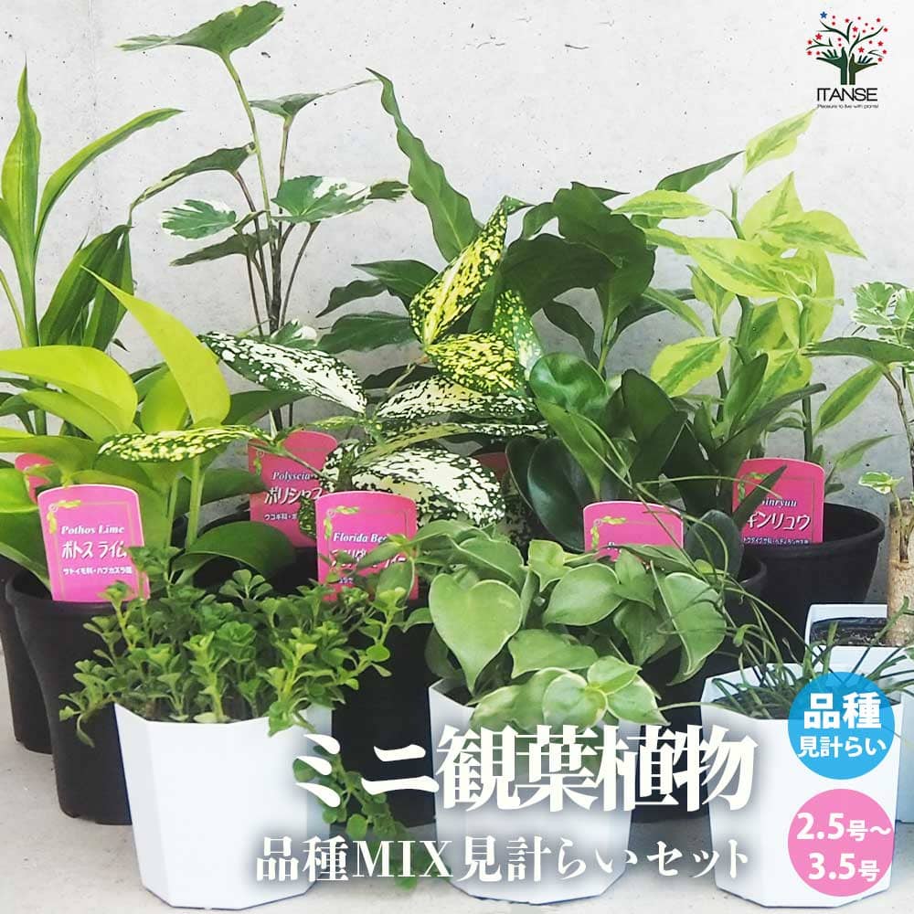 ミニ観葉植物 品種・鉢サイズ見計い2個~【観葉植物 2.5号~3.5号ポット苗】