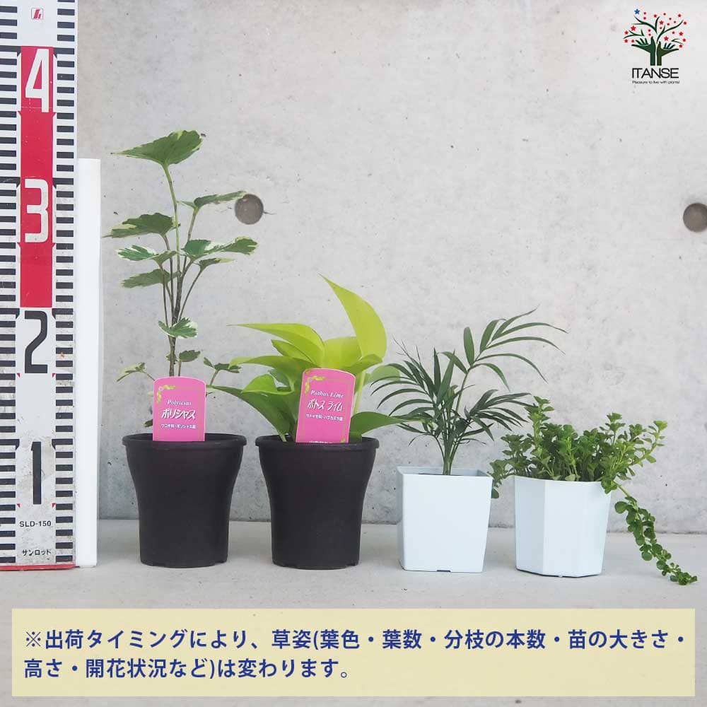 ミニ観葉植物 品種・鉢サイズ見計い2個~【観葉植物 2.5号~3.5号ポット苗】