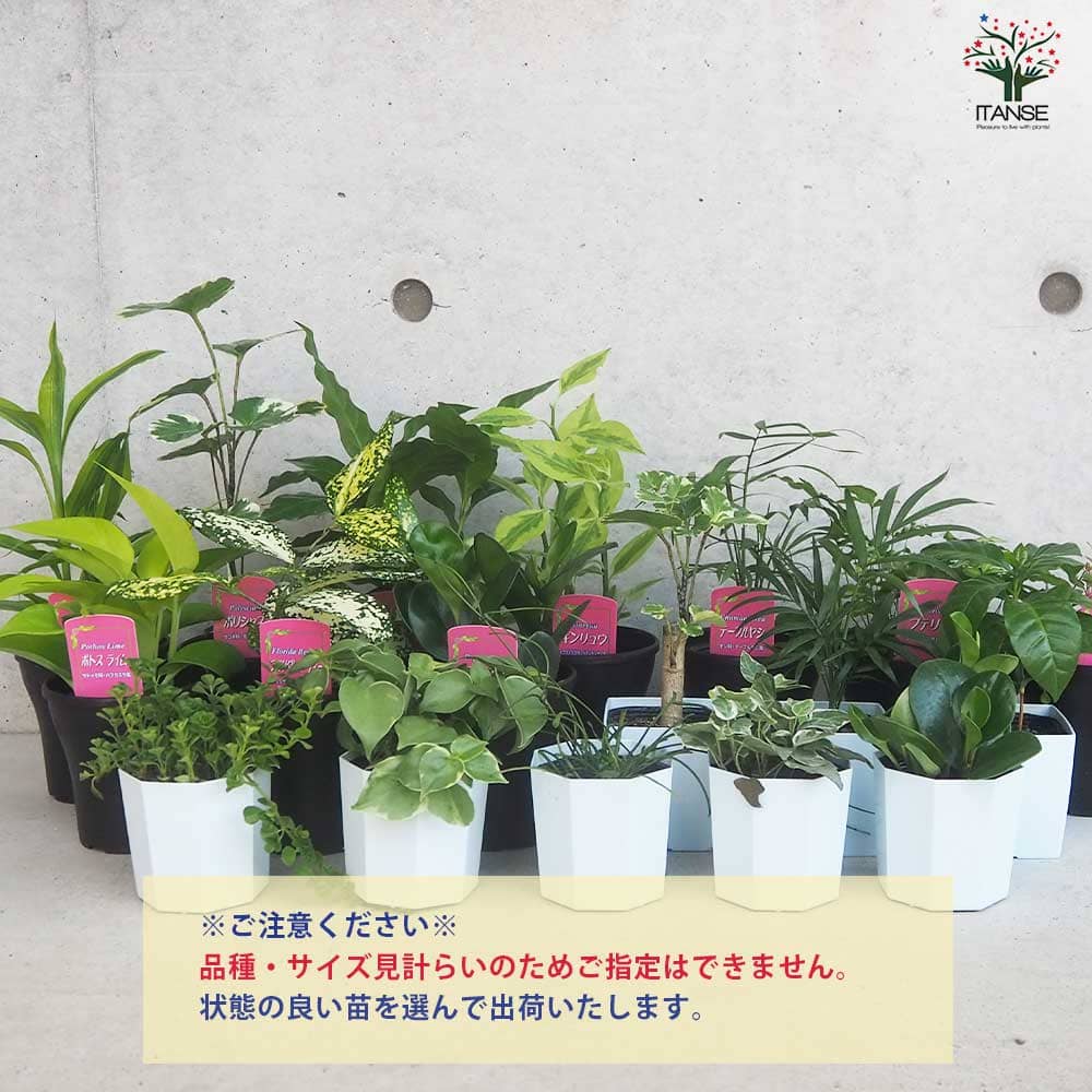 ミニ観葉植物 品種・鉢サイズ見計い2個~【観葉植物 2.5号~3.5号ポット苗】