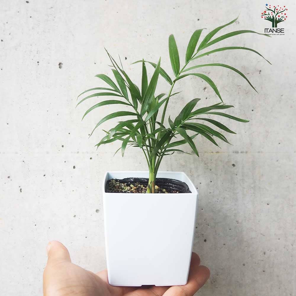 ミニ観葉植物 品種・鉢サイズ見計い2個~【観葉植物 2.5号~3.5号ポット苗】