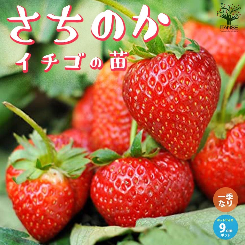 いちごの苗 品種:さちのか 2個~【野菜の苗 9cmポット苗】