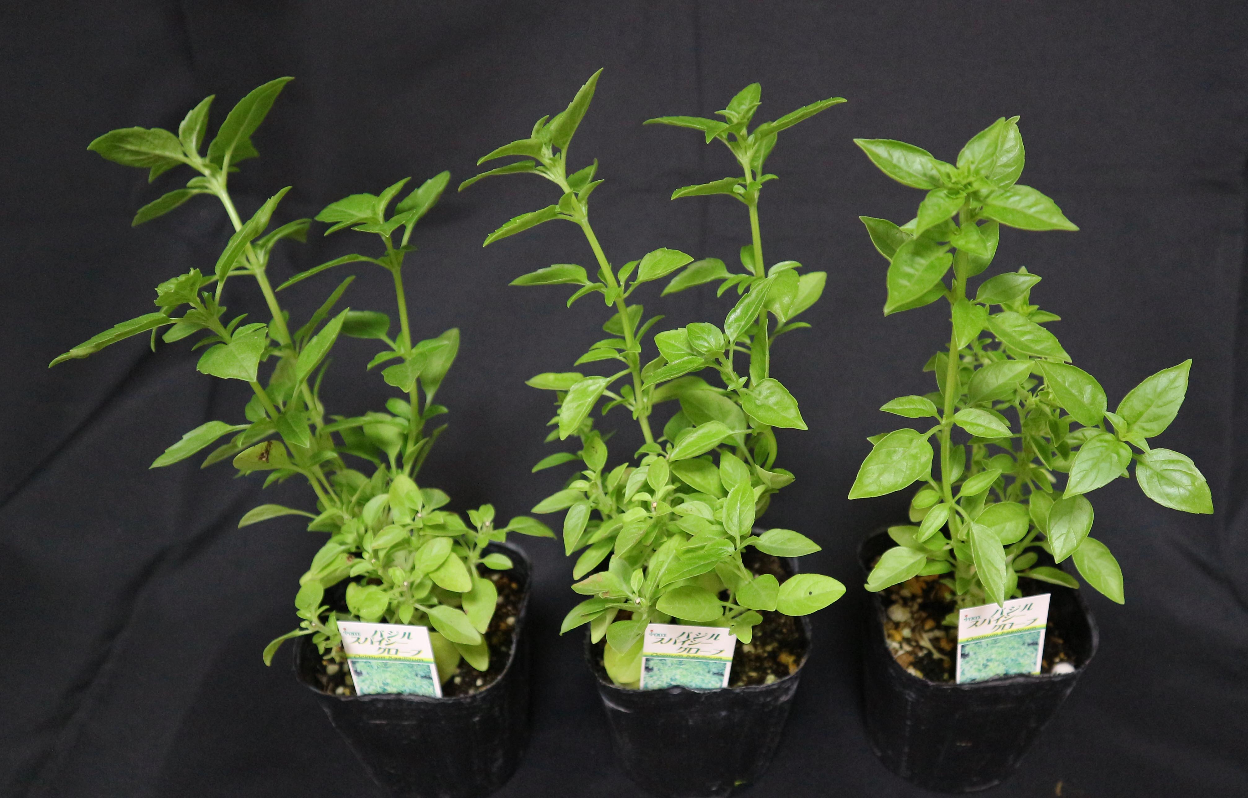 Itanse良品ｾﾚｸﾄ通販