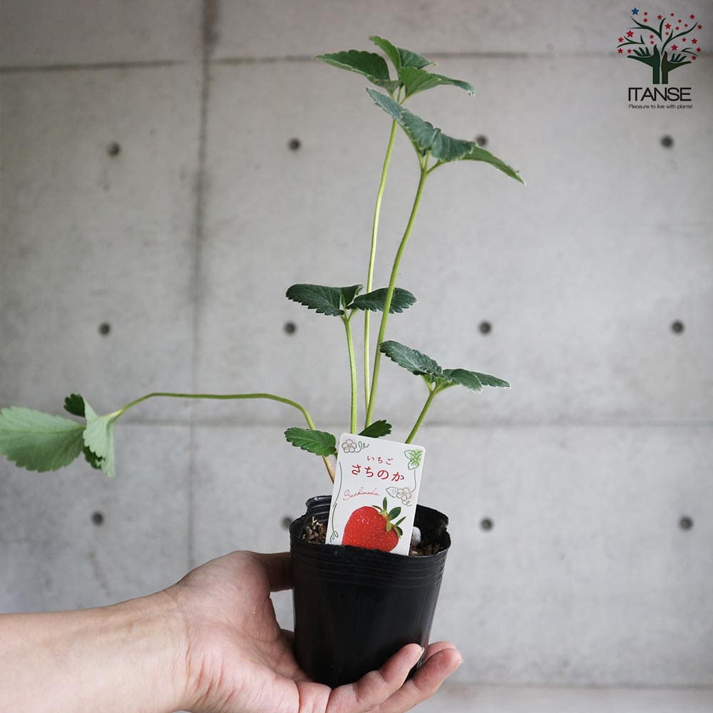 いちごの苗 品種：さちのか 2個～【野菜の苗 9cmポット苗