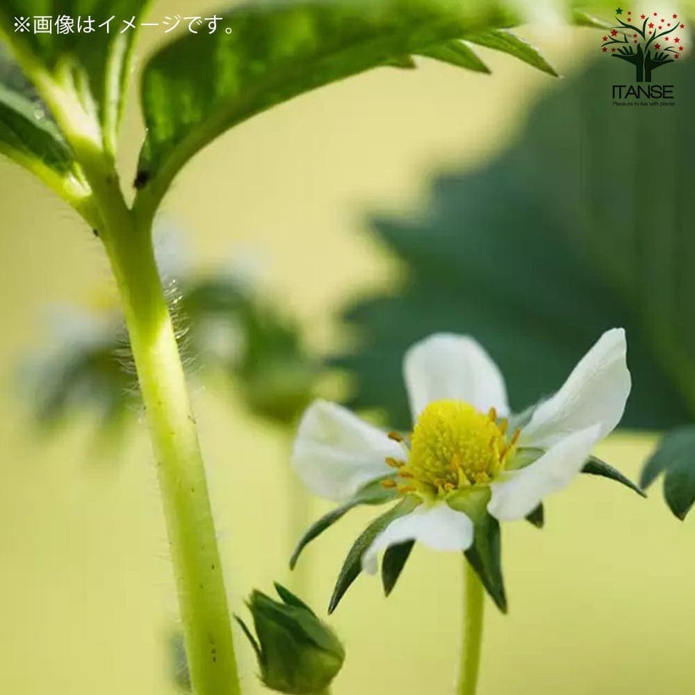 いちごの苗 品種:さちのか 2個~【野菜の苗 9cmポット苗】