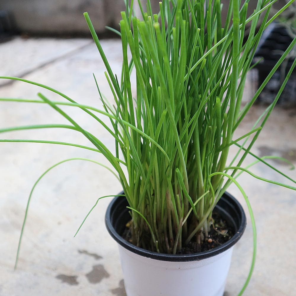 コンフリー苗 1株 茎約25本 - メルカリ