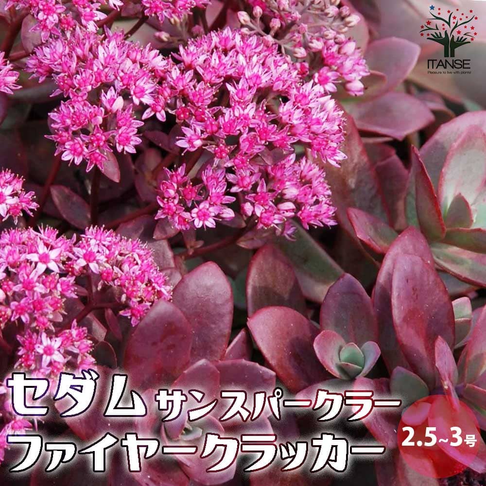 セダム サンスパークラー・ファイヤークラッカー【多肉植物 2.5