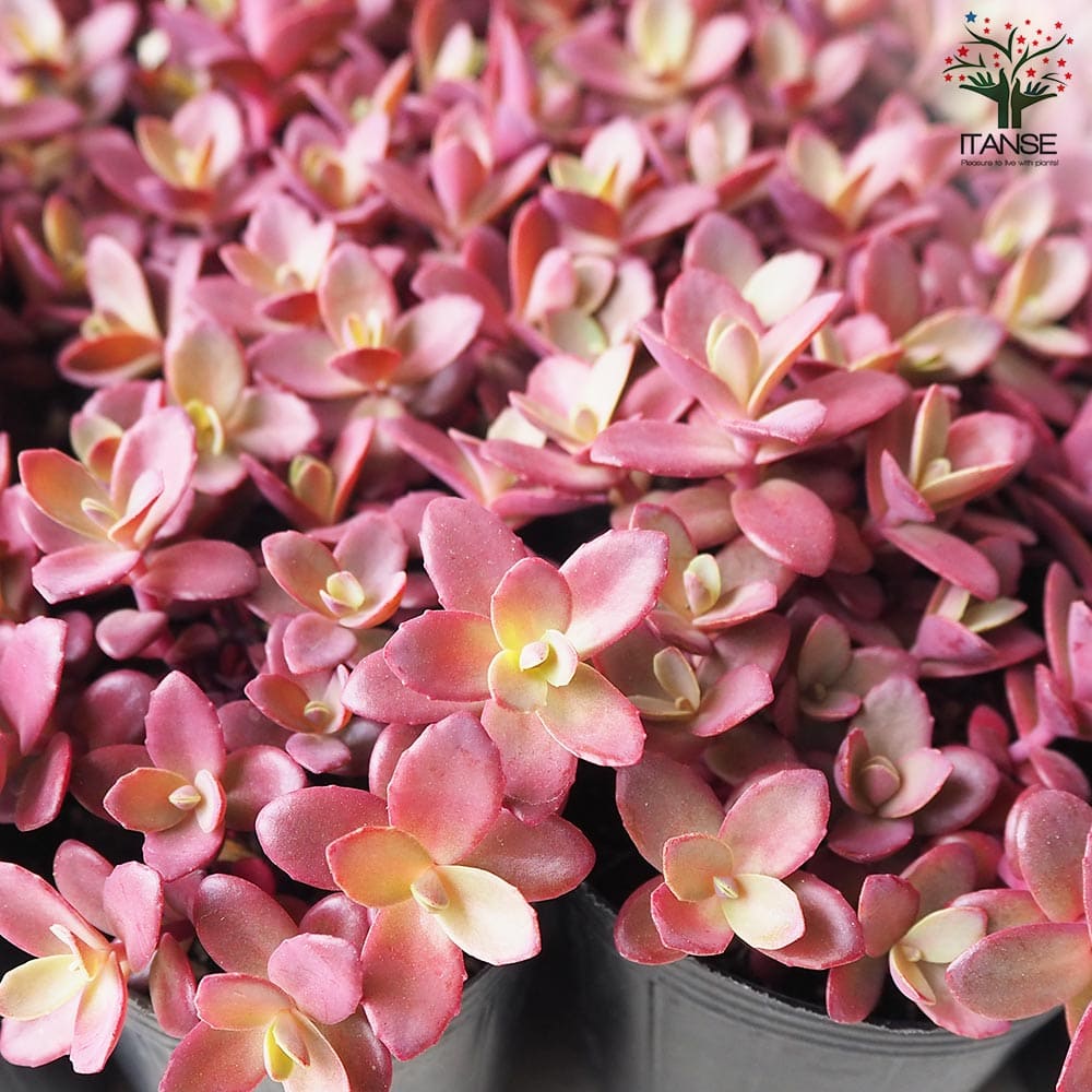 セダム サンスパークラー・ファイヤークラッカー【多肉植物 2.5