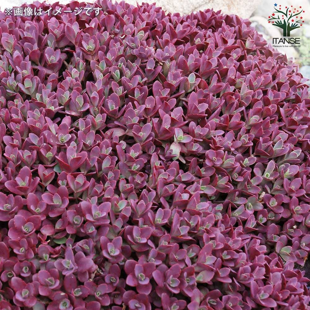 ❣️札付き 多肉植物　セダム　★サンスパークラー４苗セット★　抜き苗 ❣️札付き 多肉植物 セダム ☆サンスパークラー4苗セット