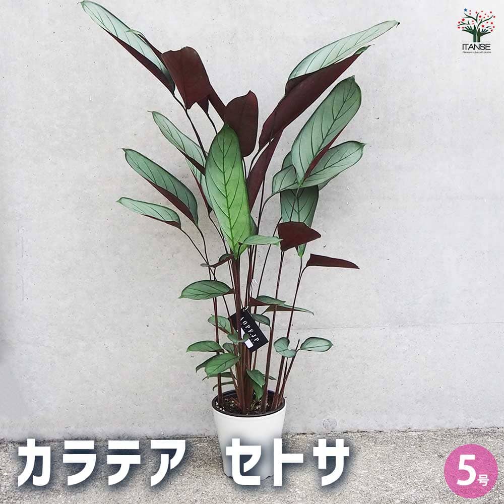 カラテア セトサ 【観葉植物 5号鉢/1個売り】