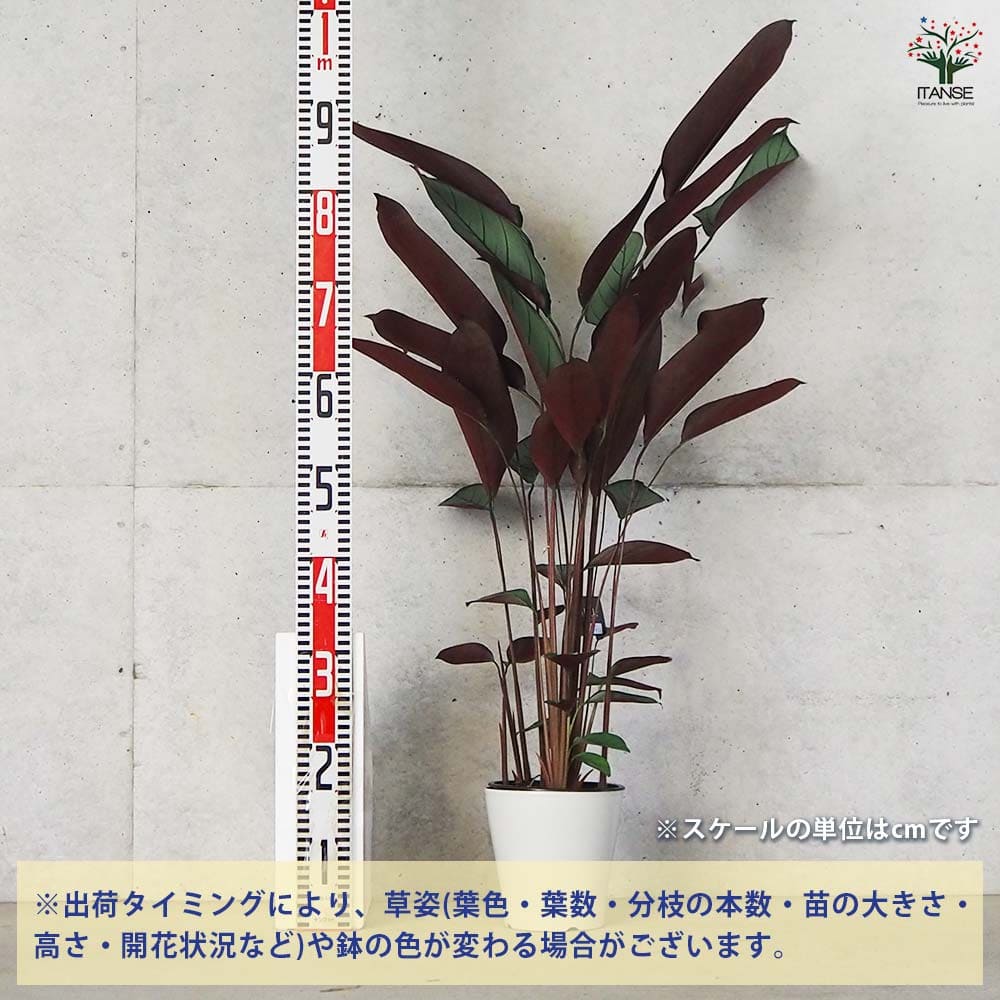 カラテア セトサ 【観葉植物 5号鉢/1個売り】