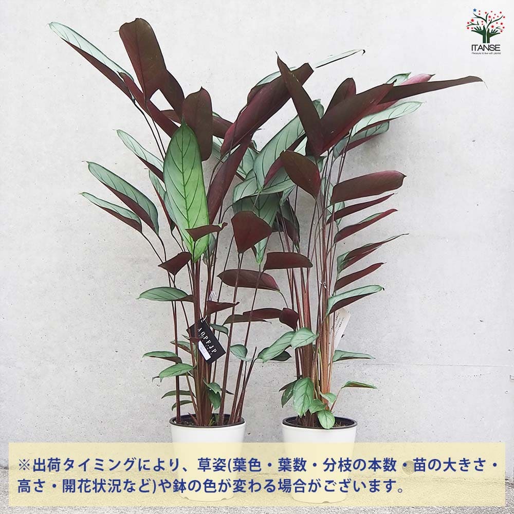 カラテア セトサ 【観葉植物 5号鉢/1個売り】