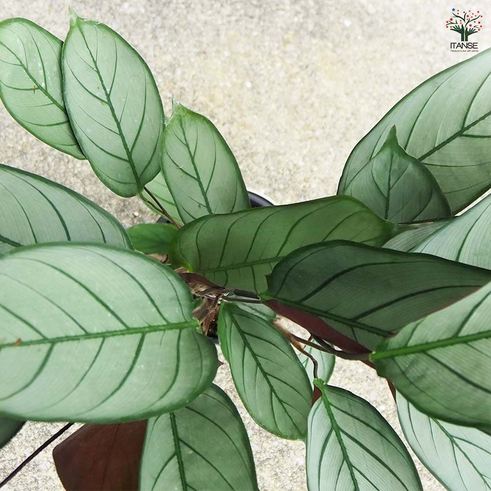 カラテア セトサ 【観葉植物 5号鉢/1個売り】