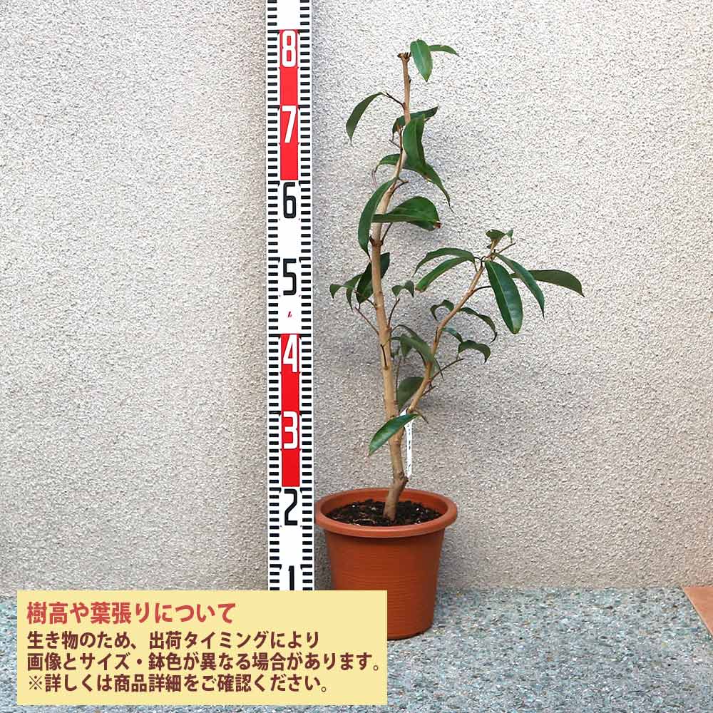 「ライチ 島津ライチ とり木大苗 LLサイズ 5～6年生苗 」【6号ポットとり木苗 1鉢】