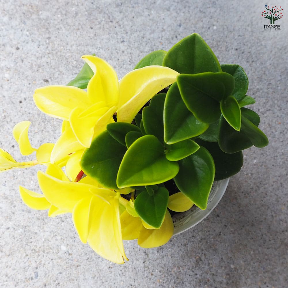 観葉植物 ペペロミア グラベラ 【観葉植物 3.5号鉢】｜ 【植物の