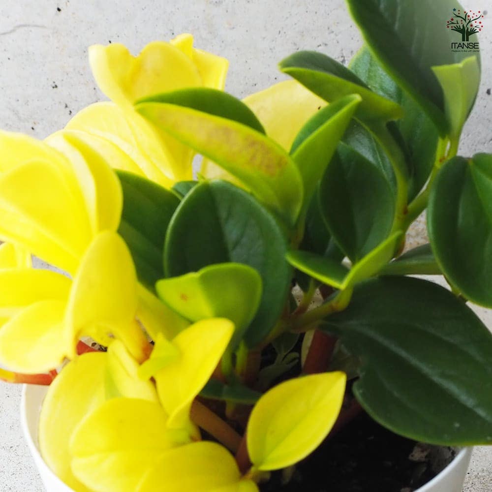 観葉植物 ペペロミア グラベラ 【観葉植物 3.5号鉢】｜ 【植物の