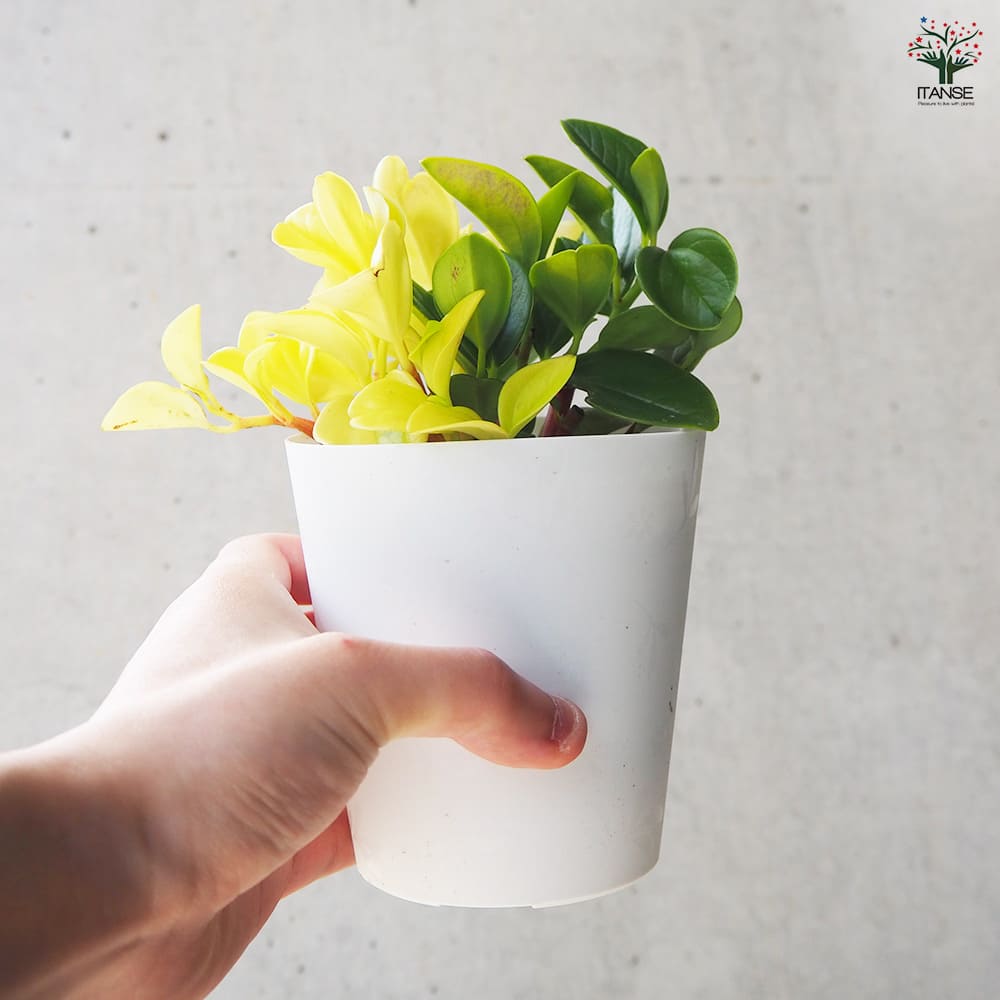 観葉植物 ペペロミア グラベラ 【観葉植物 3.5号鉢】｜ 【植物の