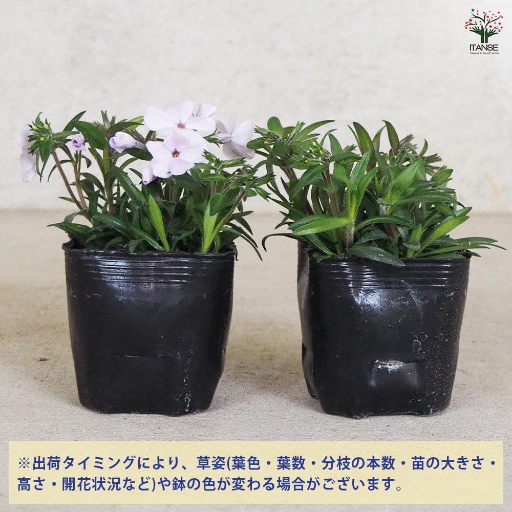フロックス ウッドランダー ライラック 3個【花苗 9cm