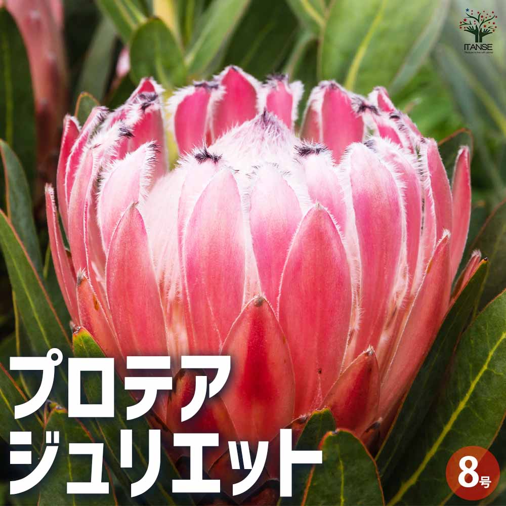 プロテア ジュリエット 【花木苗 8号鉢／1個売り】｜ 【植物の