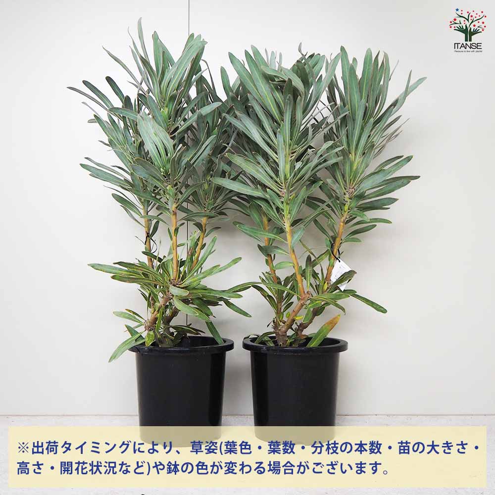 プロテア ジュリエット 【花木苗 8号鉢／1個売り】｜ 【植物の