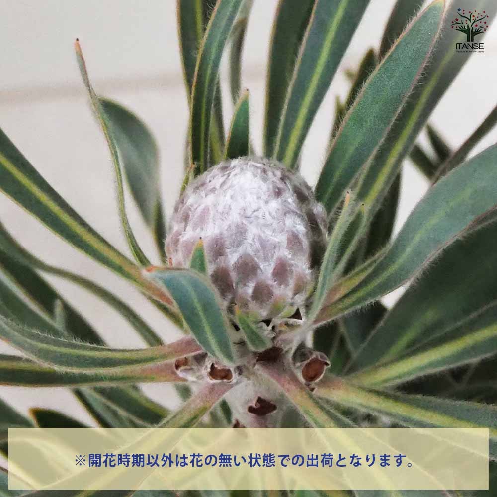 プロテア ジュリエット 【花木苗 8号鉢／1個売り】｜ 【植物の
