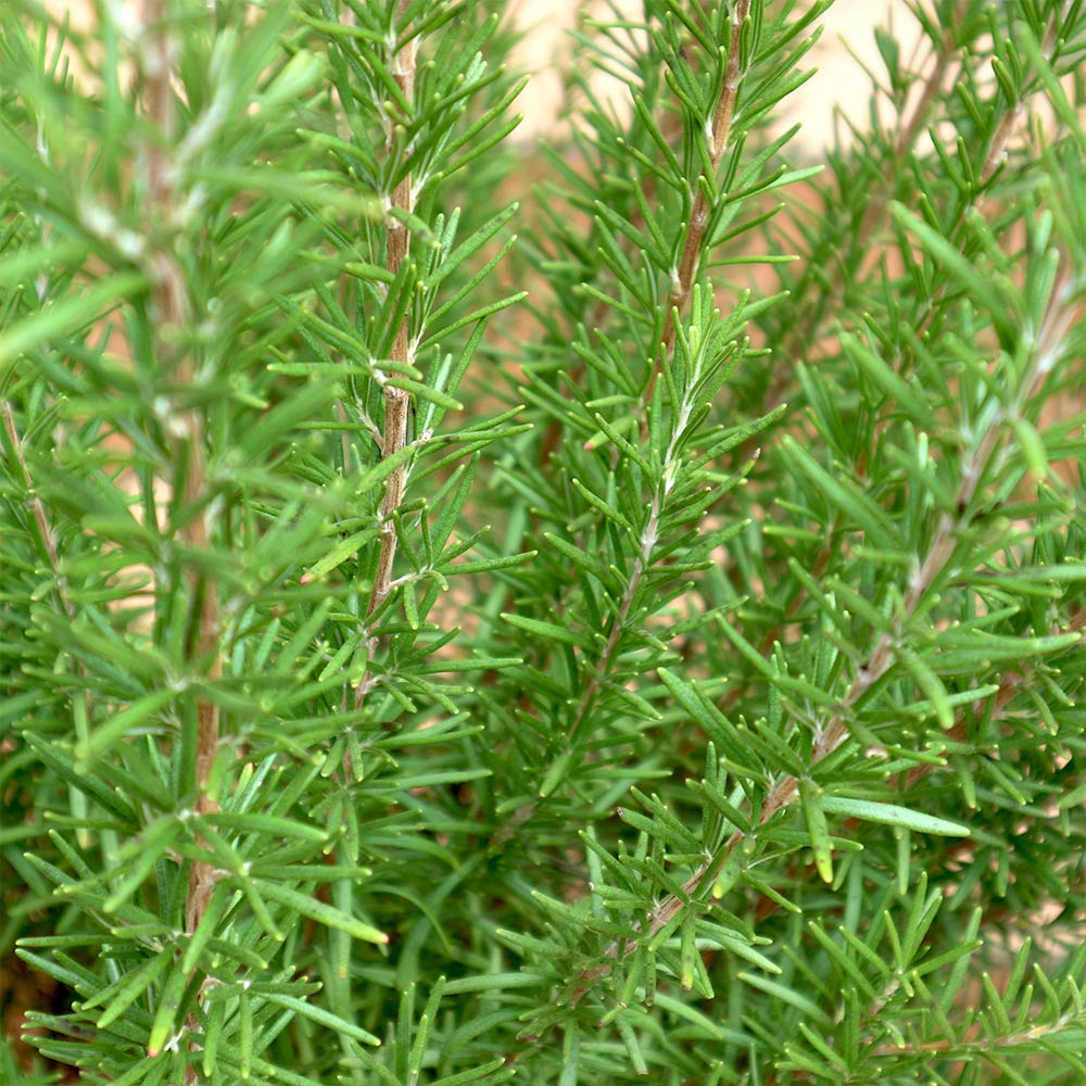 ローズマリー マリンブルー【ハーブ苗 7号鉢／1個】｜ 【植物の