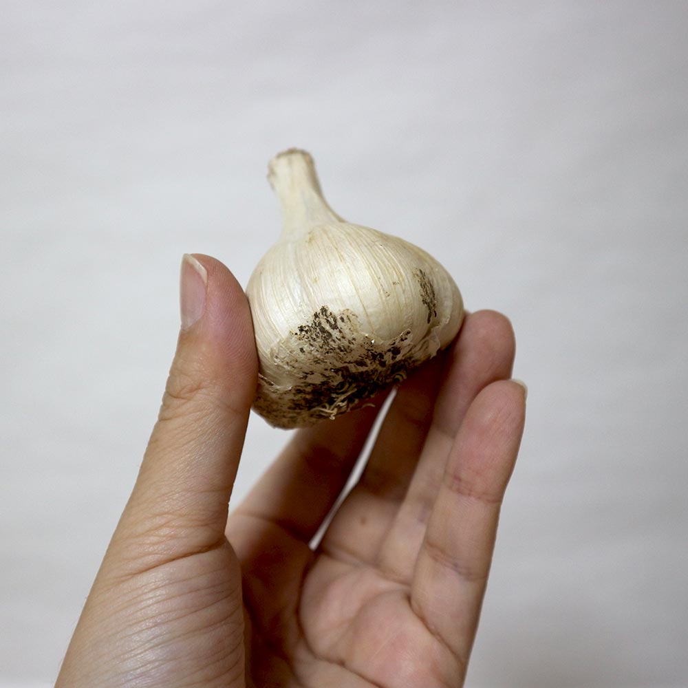 ホワイト六片にんにく 種球根【野菜球根 裸球5球セット】