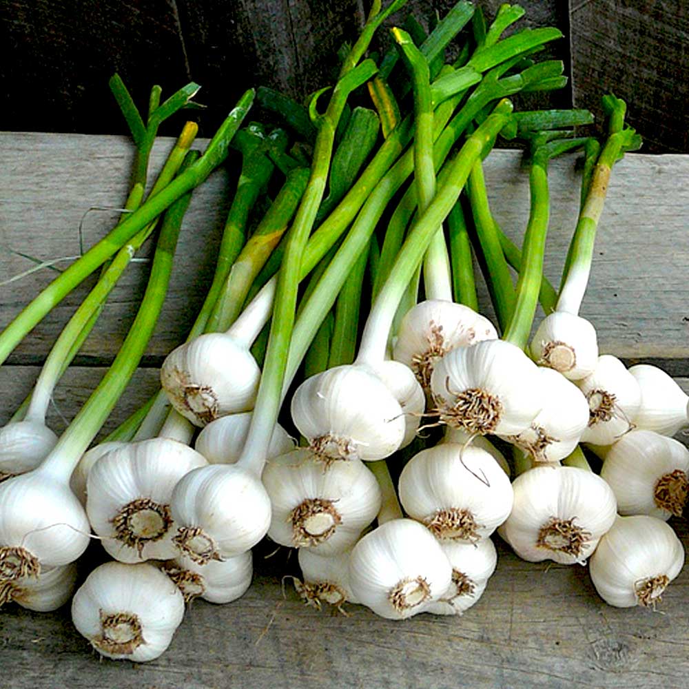 ホワイト六片にんにく 種球根【野菜球根 裸球5球セット】