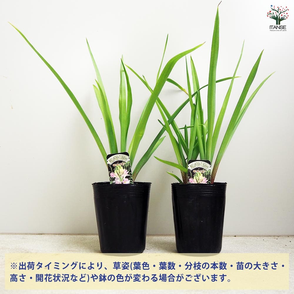チューベローズ センセーション 【花苗 3号ポット】｜ 【植物の
