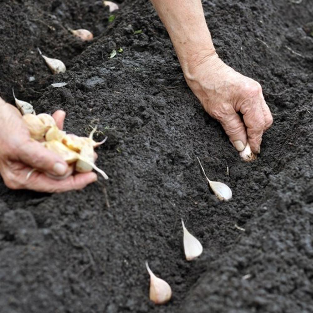 ホワイト六片にんにく 種球根【野菜球根 裸球5球セット】