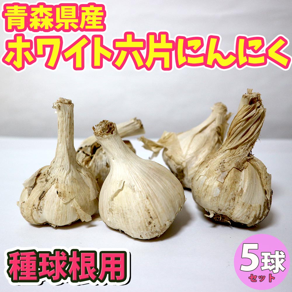 ホワイト六片にんにく 種球根【野菜球根 裸球5球セット】