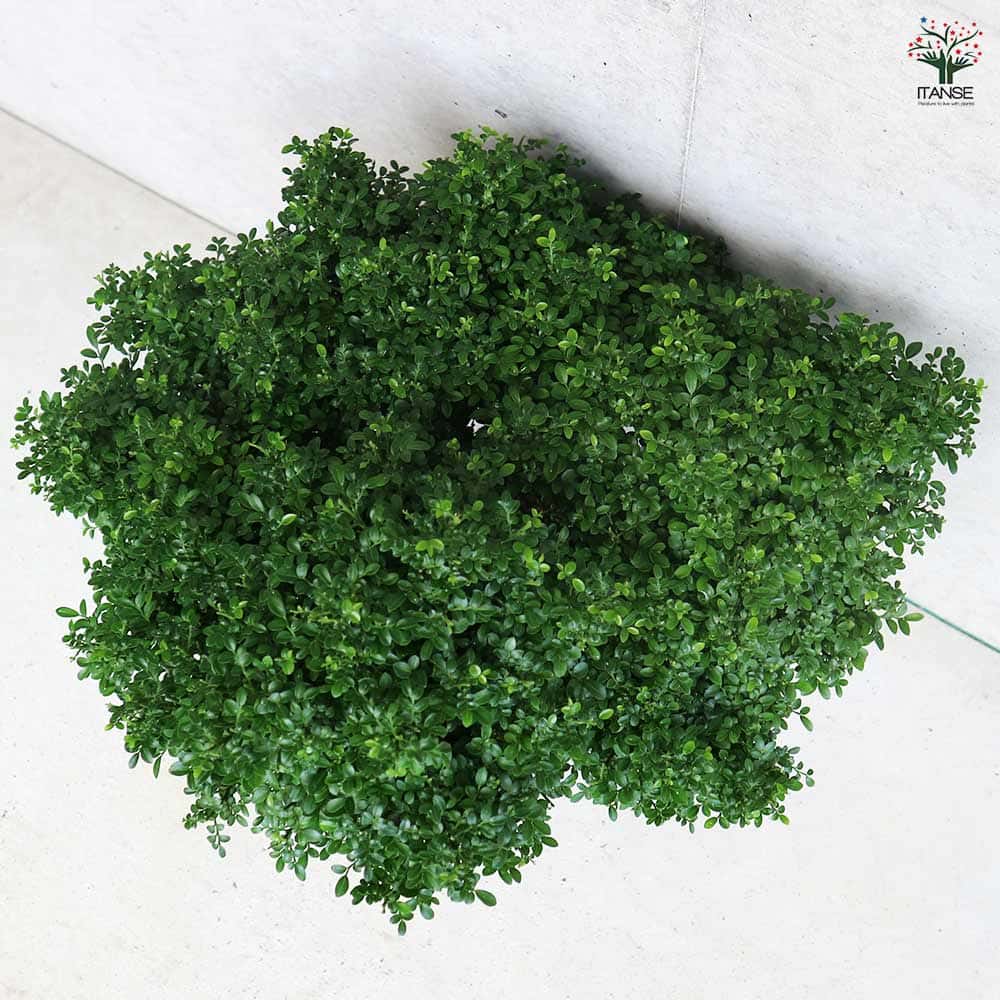 シルクジャスミン 矮性超小葉 【観葉植物 6号／1個売り】｜ 【植物の