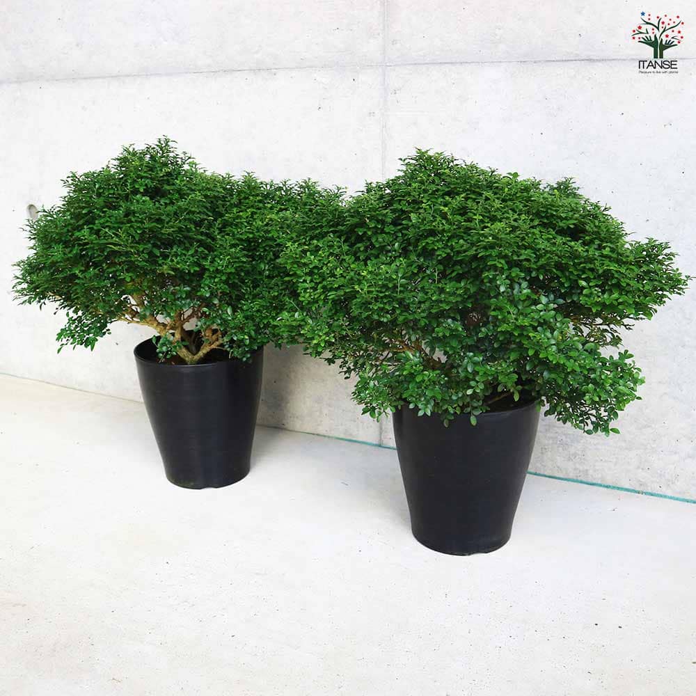 シルクジャスミン 矮性超小葉 【観葉植物 6号/1個売り】| 【植物の シルクジャスミン 矮性超小葉 【観葉植物 6号/1個売り】| 【植物の
