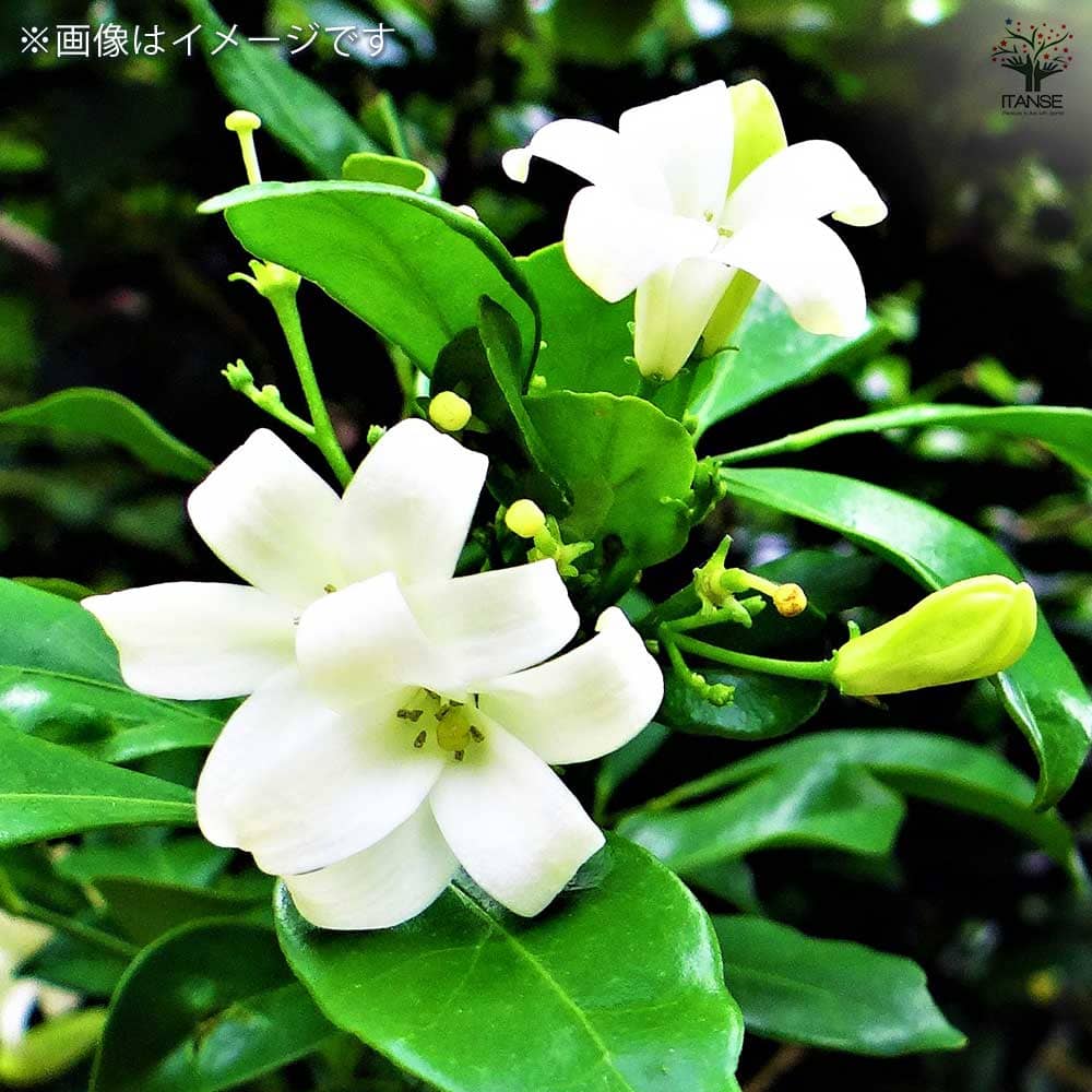 シルクジャスミン　花が咲き実が成る観葉植物　室内外 シルクジャスミン 花が咲き実が成る観葉植物 室内外 シルクジャスミン 花