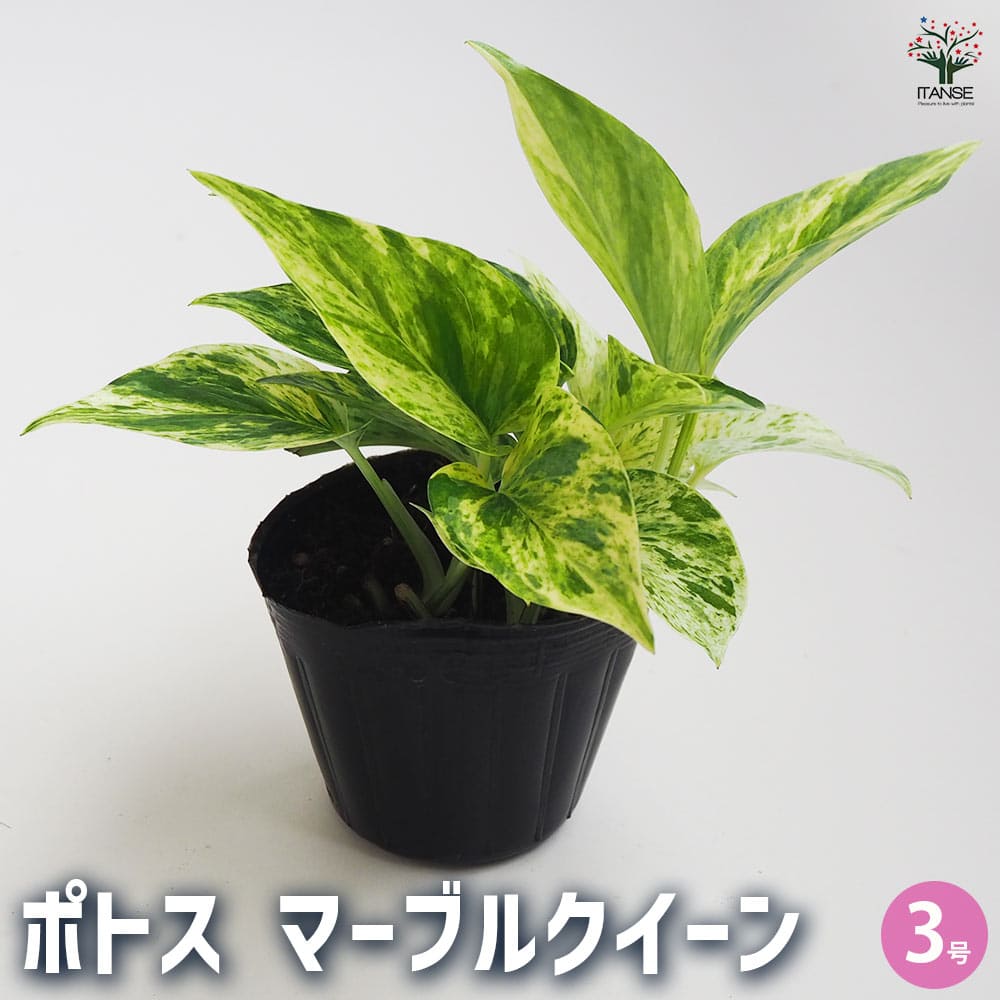ポトス マーブルクイーン 【観葉植物 3号】