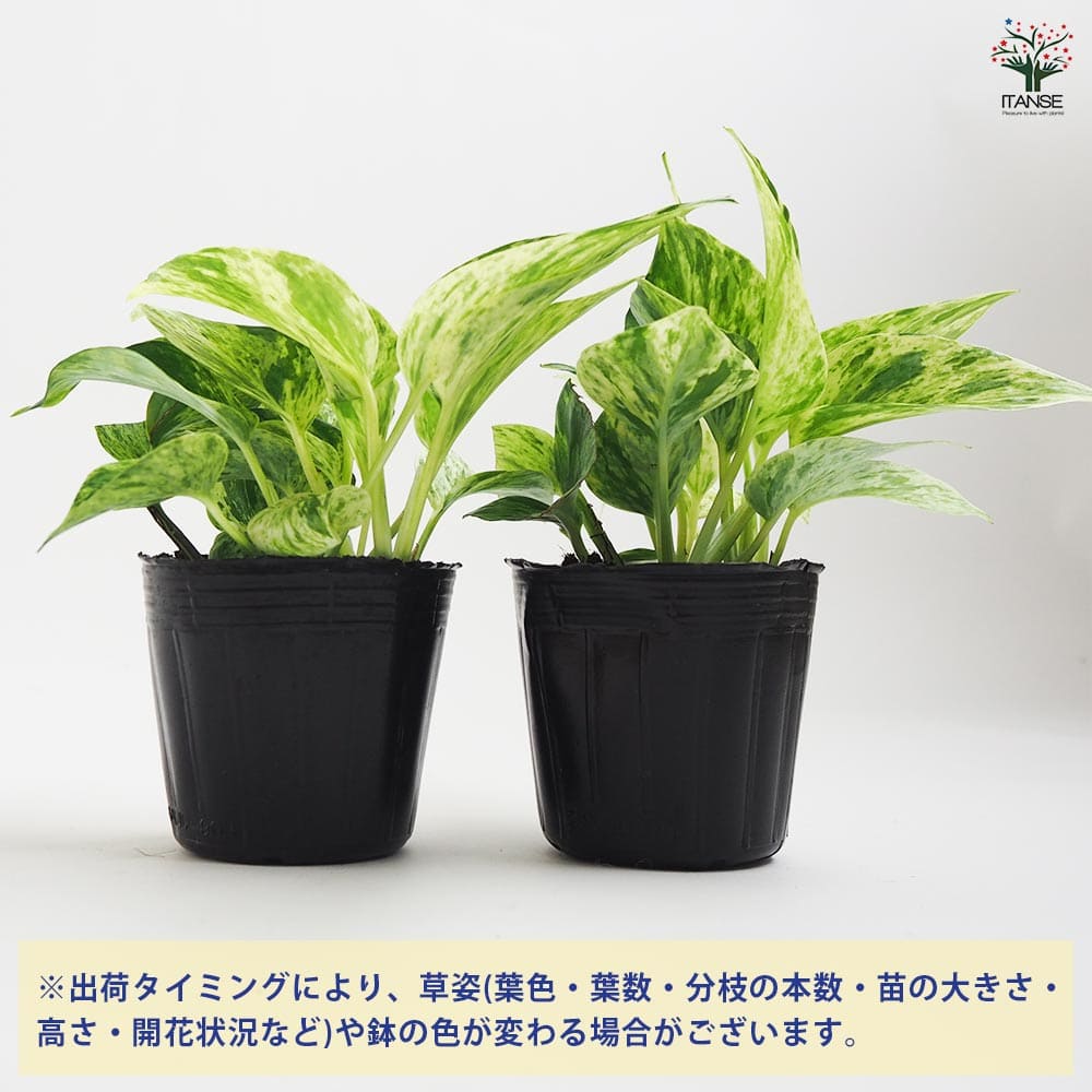 ポトス マーブルクイーン 【観葉植物 3号】｜ 【植物のITANSE
