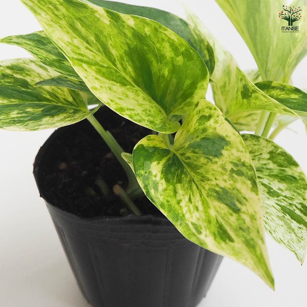 ポトス マーブルクイーン 【観葉植物 3号】｜ 【植物のITANSE