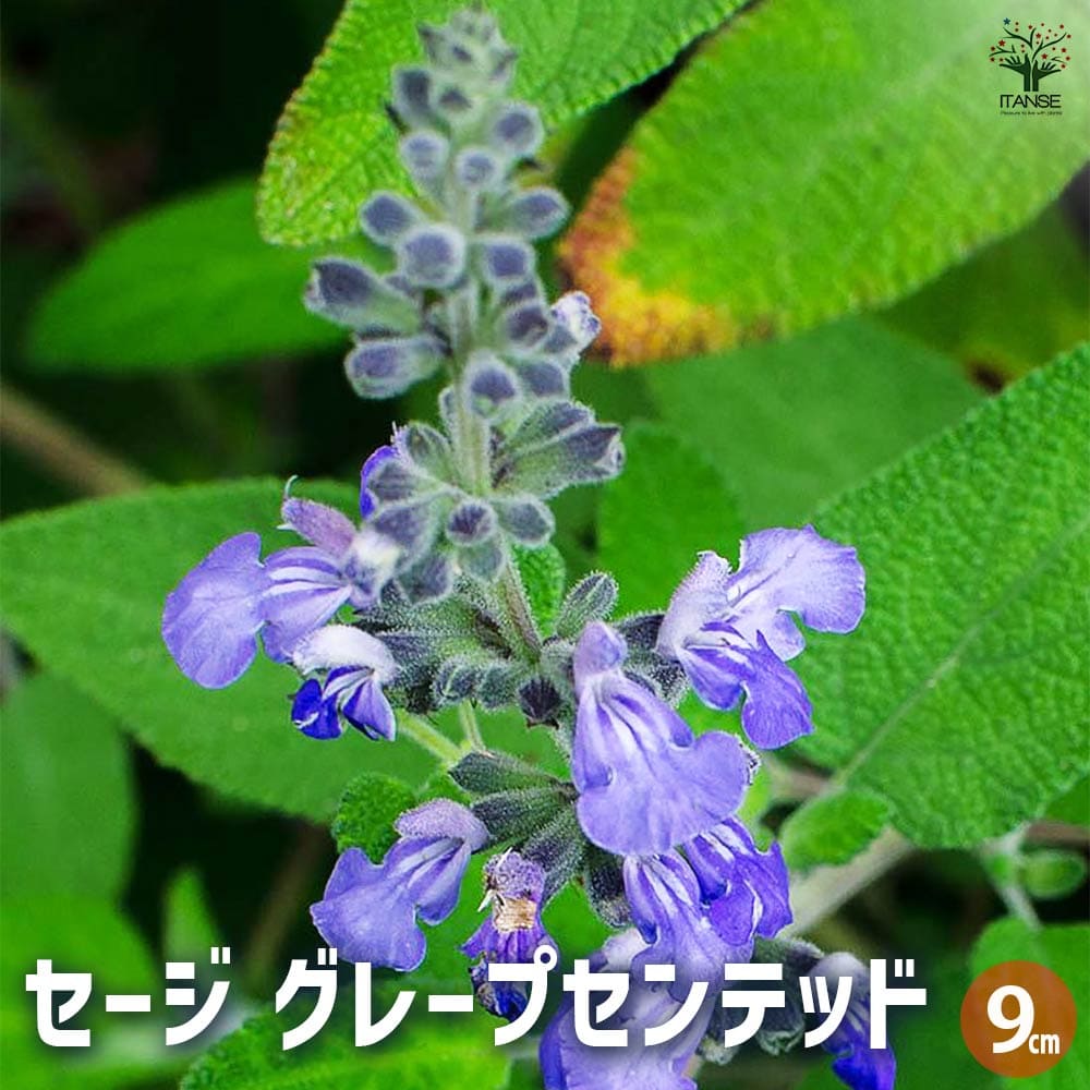 セージ グレープセンテッド 【ハーブの苗 9cmポット】