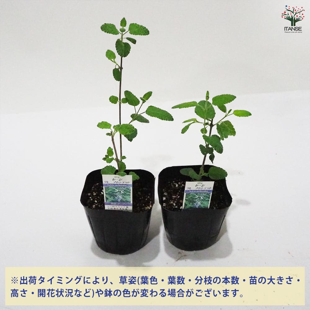 セージ グレープセンテッド 【ハーブの苗 9cmポット】
