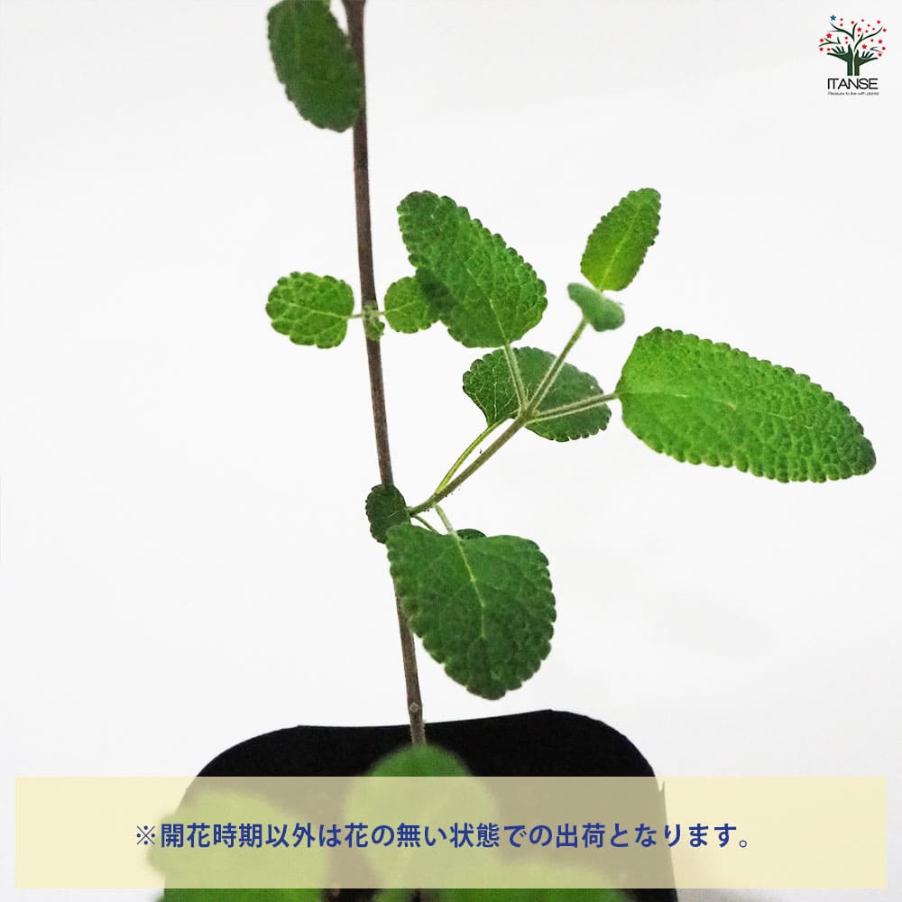 セージ グレープセンテッド 【ハーブの苗 9cmポット】