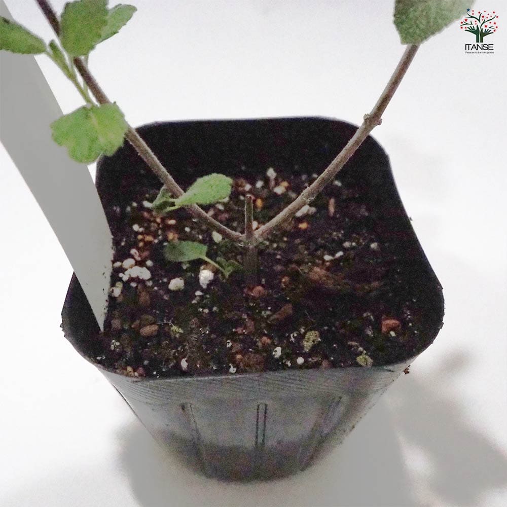 セージ グレープセンテッド 【ハーブの苗 9cmポット】